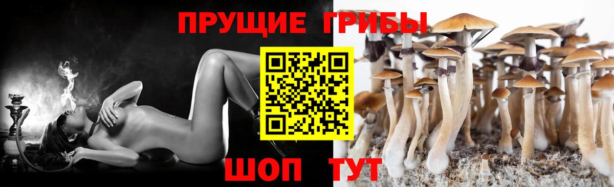 Галлюциногенные грибы Cubensis Асино